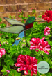 Intro to stained glass Workshop hummingbirds Sunday August 23rd 2 pm